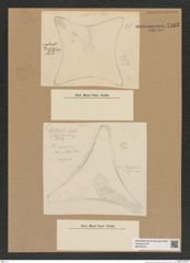Diatomeae indet. Zeichnungen Sammlung Grunow Nr. 7585 (NHMW-BOT-W0376744)
